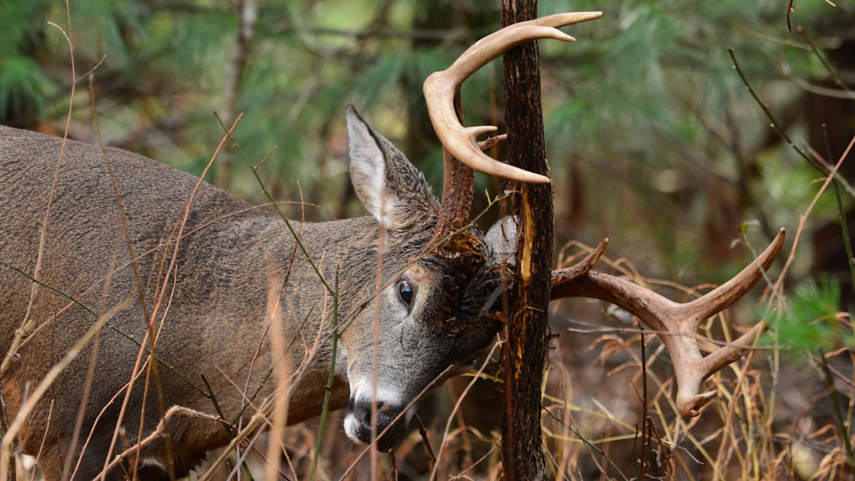 How To Spot Fresh Deer Sign