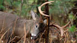 How To Spot Fresh Deer Sign