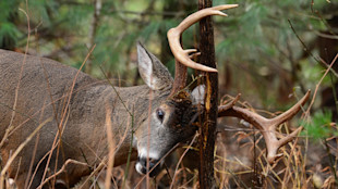 How To Spot Fresh Deer Sign