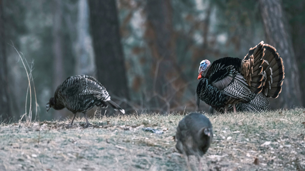 best bird seed for wild turkeys