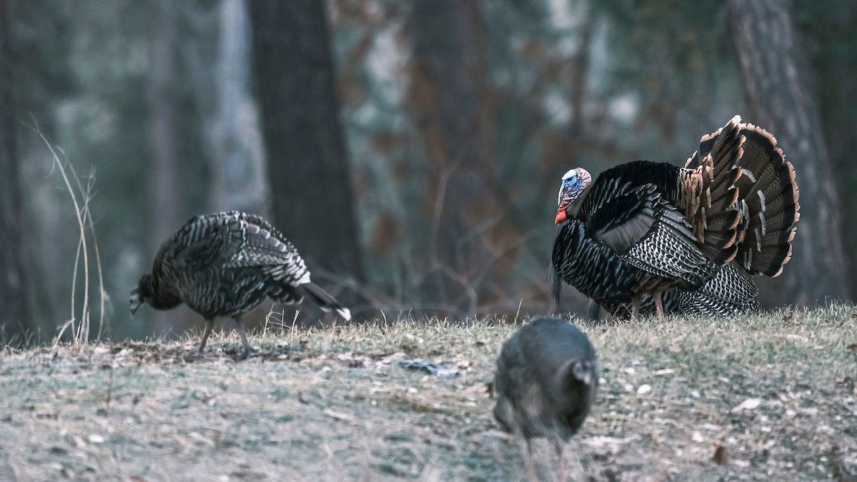 5 Food Sources Every Turkey Hunter Should Know