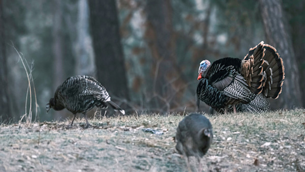 5 Food Sources Every Turkey Hunter Should Know