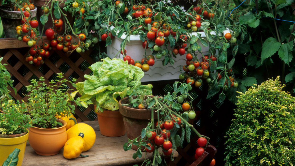 How to Start a Container Garden