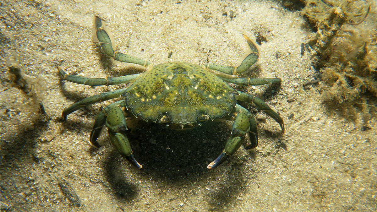 The Silent Threat to Pacific Salmon: European Green Crabs