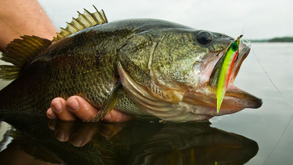 The Five Most Challenging Freshwater Fish in North America