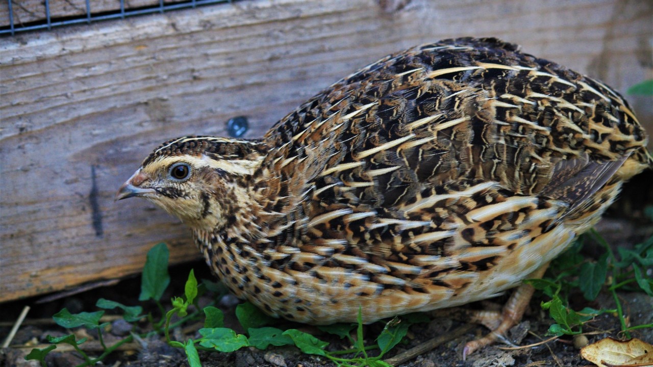 female quail bird