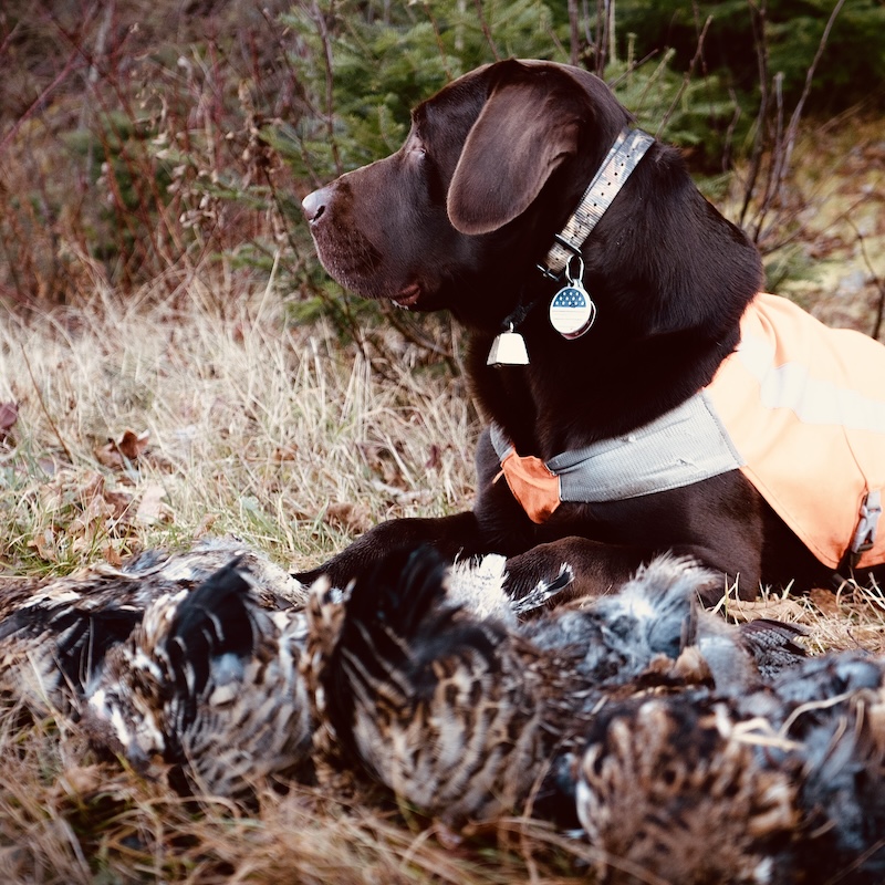 ruffed grouse and lab