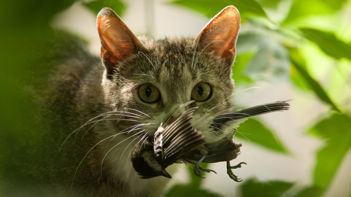 America's War On Feral Cats