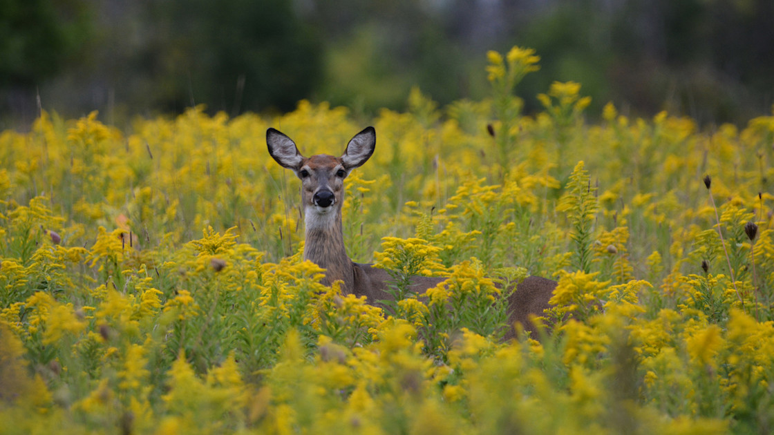 3 Overlooked Food Sources for Early-Season Whitetails | MeatEater Wired ...