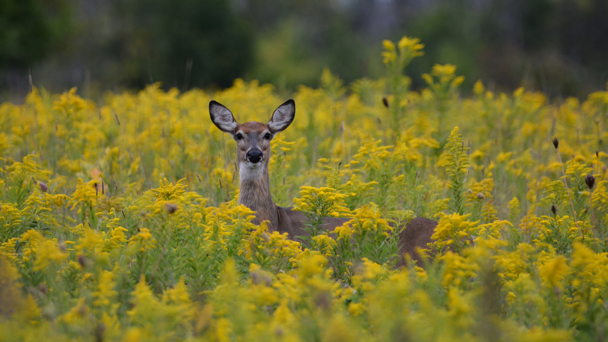 3 Overlooked Food Sources for Early-Season Whitetails