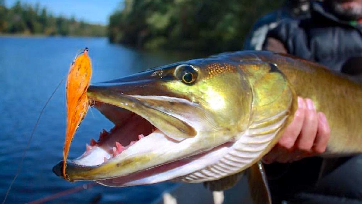 Red Eye Muskie Lure -  Canada
