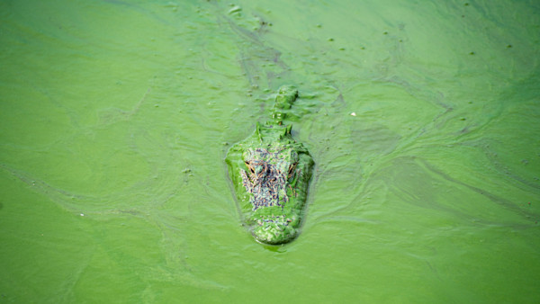 Florida’s Fight to Save Legendary Fisheries 