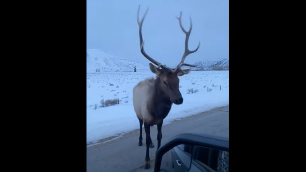 Video: Elk Pops Snow Tire with Antlers | MeatEater Hunting