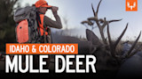Valleys to Peaks | Idaho and Colorado Mule Deer