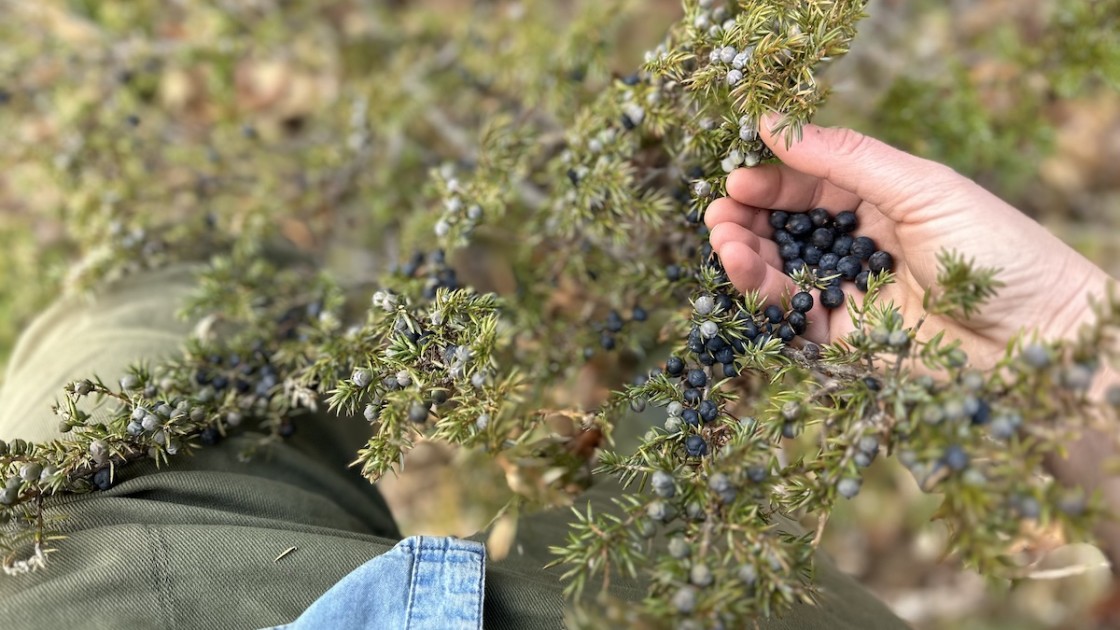 Is It Safe To Pick Juniper Berries – Learn About Harvesting Juniper Berries