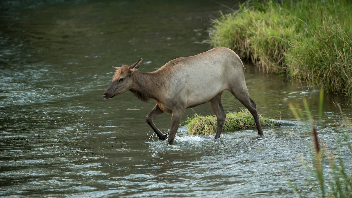 Elk Hunting 'Nightmare' Sparks Public Outcry in Wyoming