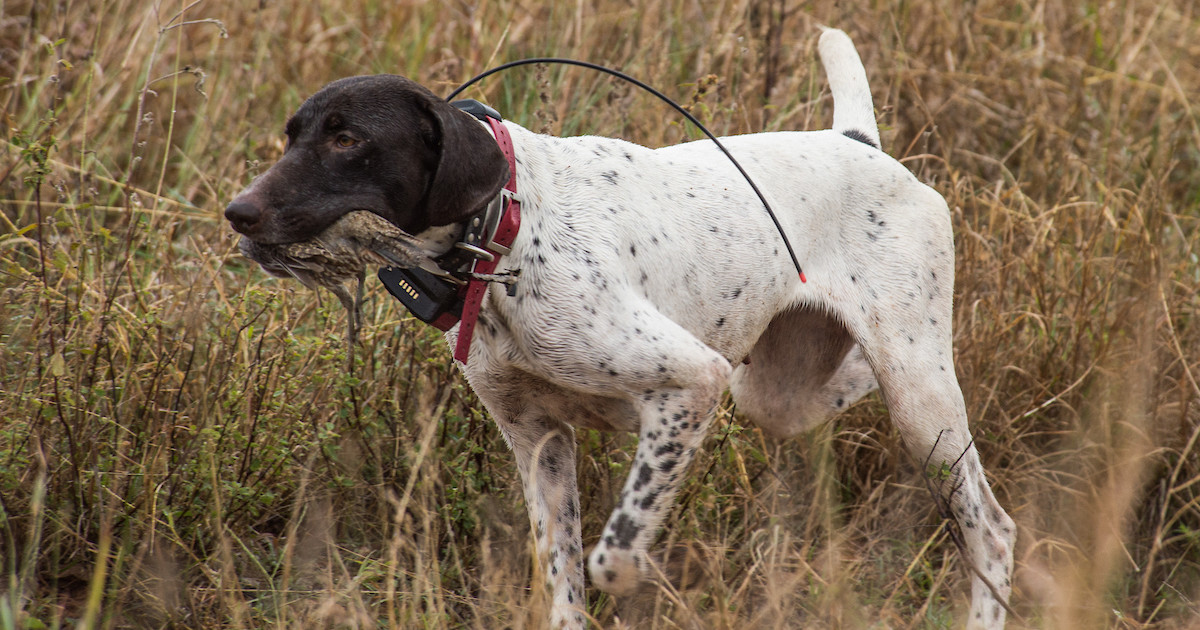Docking Tails: Is Puppy Pain Worth the Gain? | MeatEater Hunting
