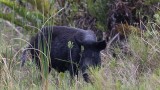 Study Claims Feral Hogs Really Aren't All That Bad