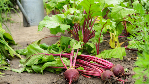 How to Grow Beets