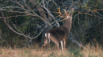 How to Identify, Interpret, and Hunt Deer Scrapes