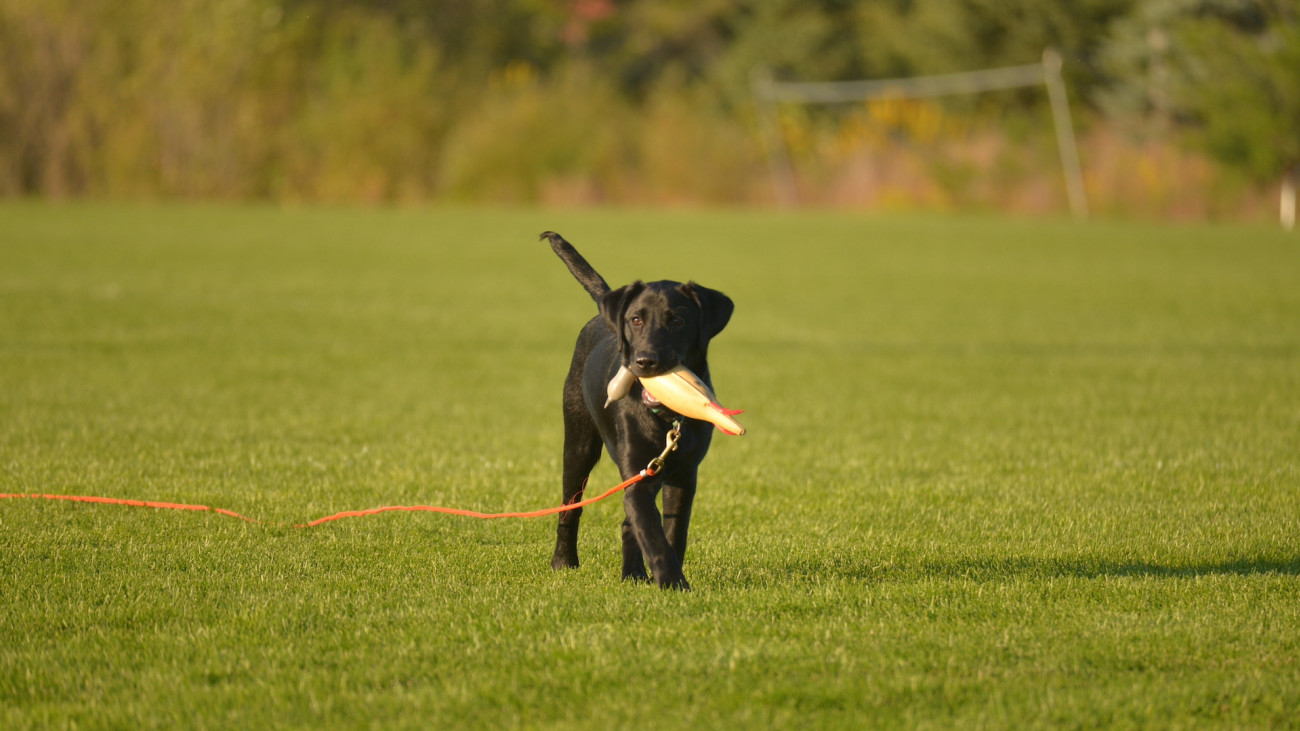 3 Reasons Your Puppy Isn’t Taking To Training The Way You’d Like 