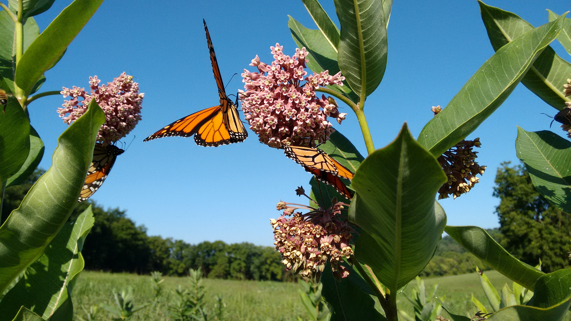 milkweed and monarchs
