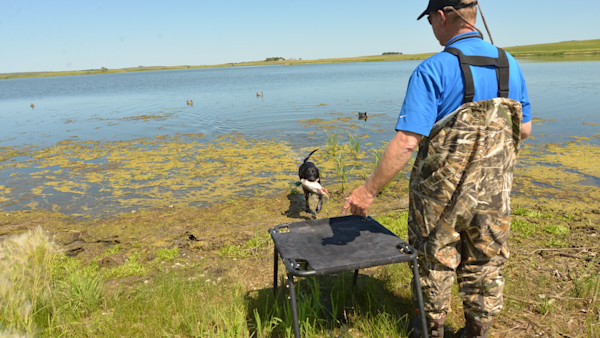 How to Waste Money By Having Your Hunting Dog Professionally Trained 