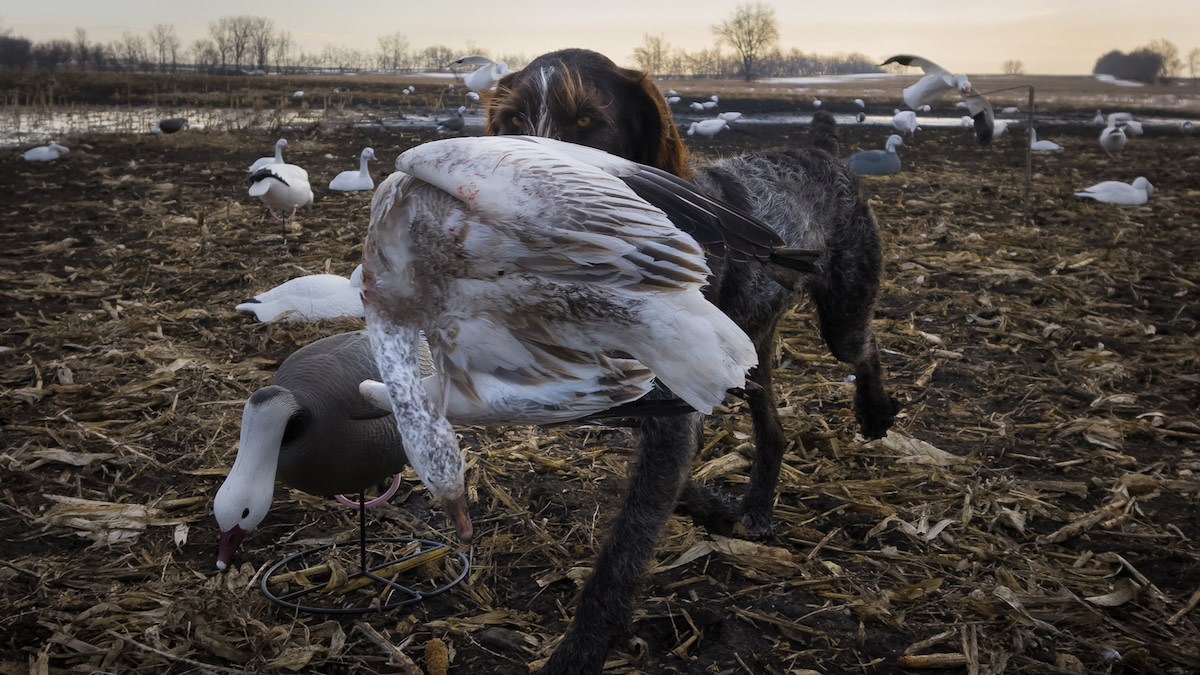 How to Determine the Age of Snow Geese