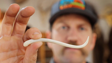 White curved raccoon baculum toothpick held between fingers; man with cap and mustache blurred behind