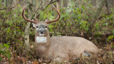 How to Find Whitetail Buck Bedding