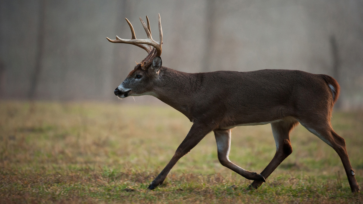 How fast can a shop whitetail deer run