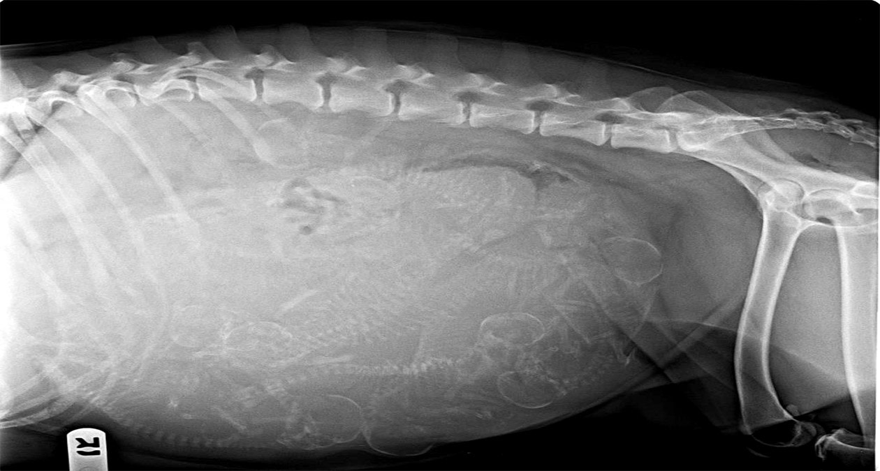are x rays bad for pregnant dogs