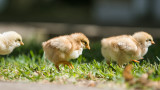 What You Need to Know About Raising Chicks