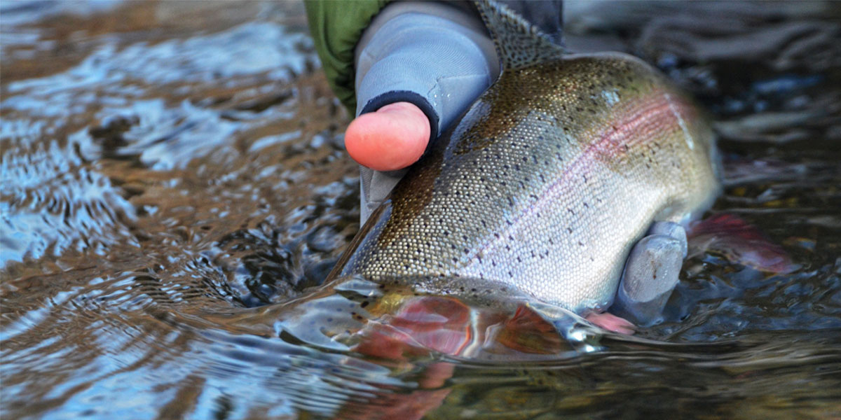Can you fly fish in the winter for trout? Yes, absolutely. Many people do  every day despite the cold weather. Just depends on your local