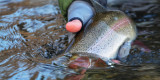 Wading Into Winter: A Guide to Fly Fishing for Cold Weather Trout