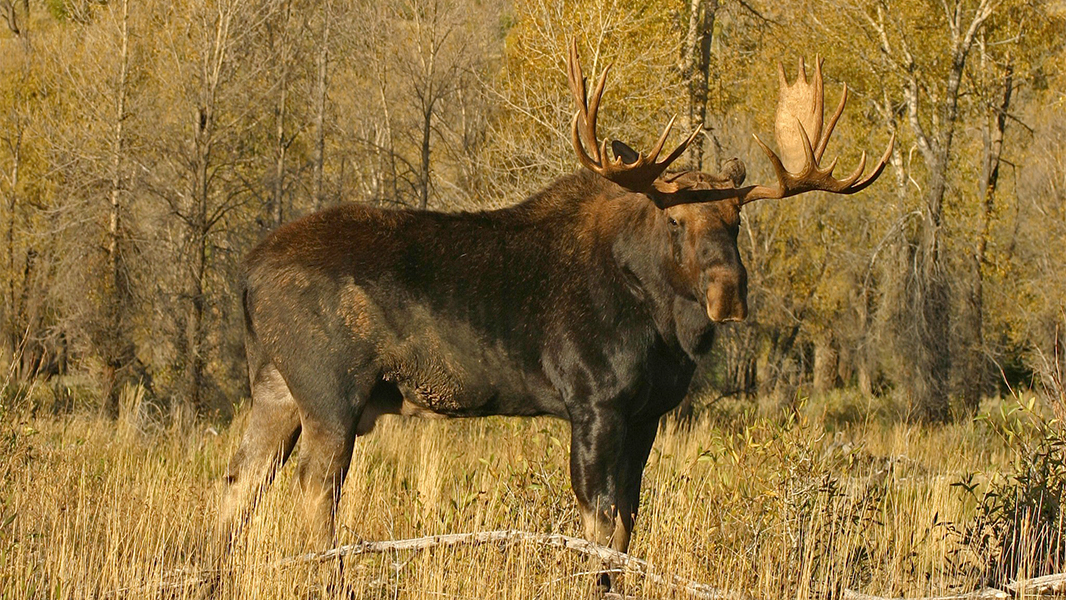 Moose hunting gear list best sale