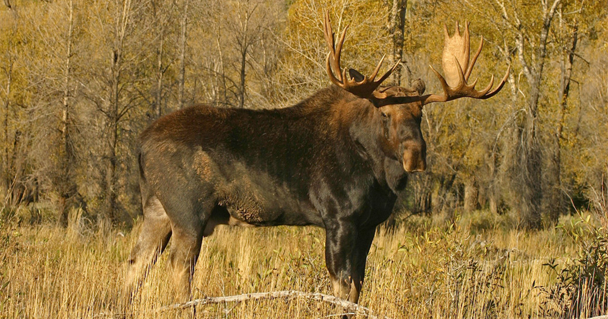 How to Call Bull Moose: Ultimate Guide for Successful and Exciting Encounters