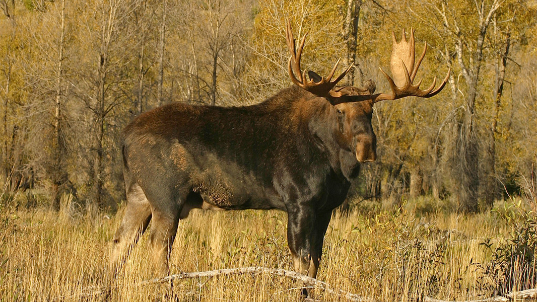 How to Hunt for Moose: Master the Art of Tracking and Bagging Big Game