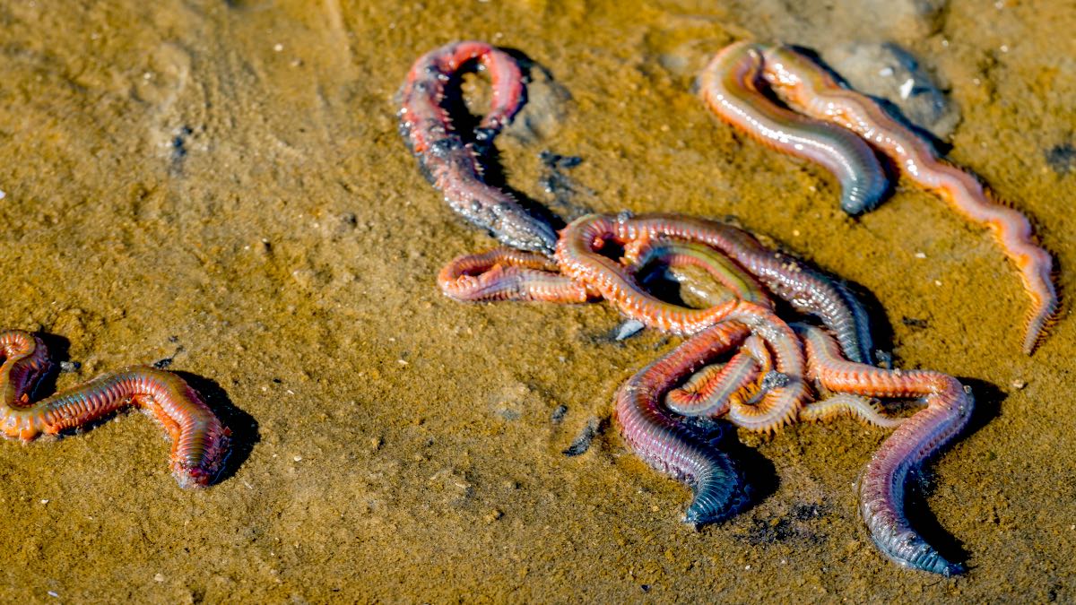 Coastal Worm Hatches: Nighttime StriperCoastal Worm Hatches: Nighttime Striper  