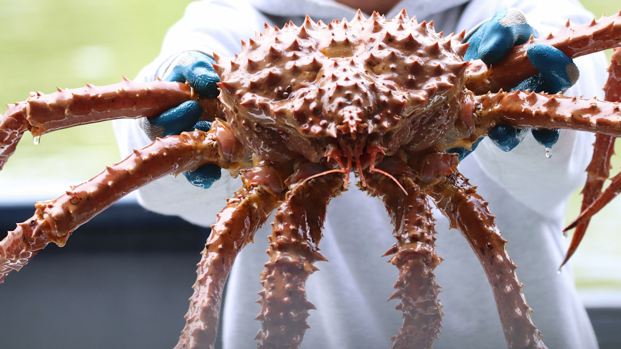 A Delicious, Yet Disastrous, Crab Invasion | MeatEater Conservation News, image size:1280x720