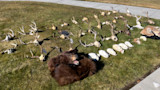 NR_7-1-26_FW_UmatillaCounty_Animals-2.jpg