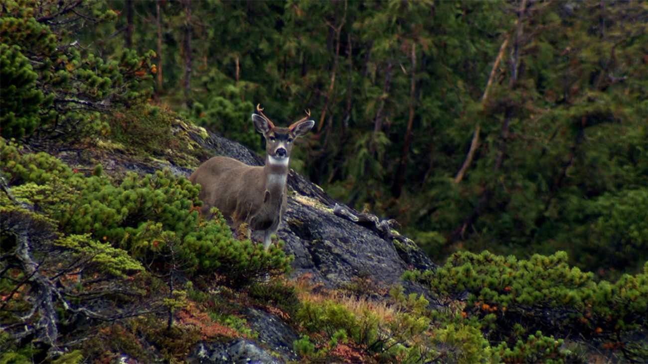 A Guide to Hunting Blacktail Deer