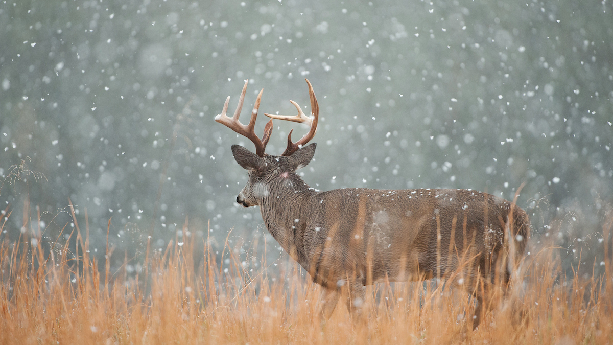 5 Best Spots To Kill Late-Season Bucks | MeatEater Wired To Hunt