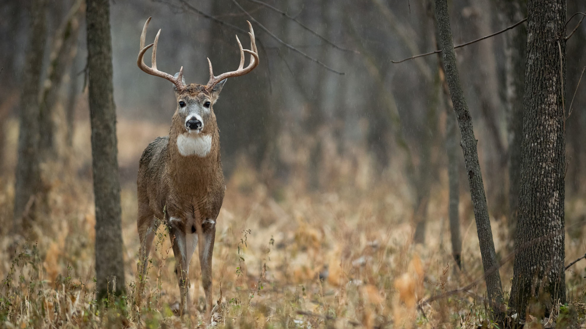 Monster on sale whitetail deer