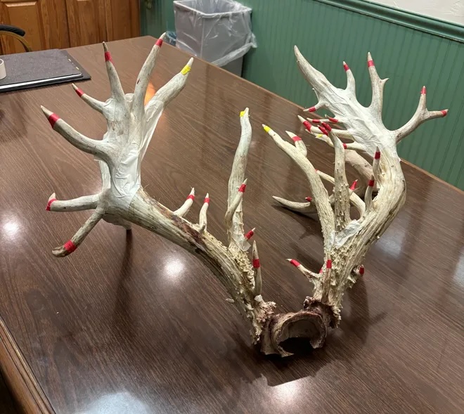 84183976007-richard-waters-christmas-tree-buck-taped-for-scoring-wisconsin-buck-and-bear-club-photo