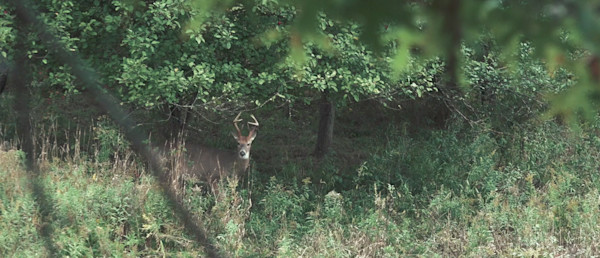 Wired to Hunt Weekly: The Holyfield Hunt Begins