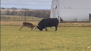 Video: Whitetail Buck Fights Angus Bull