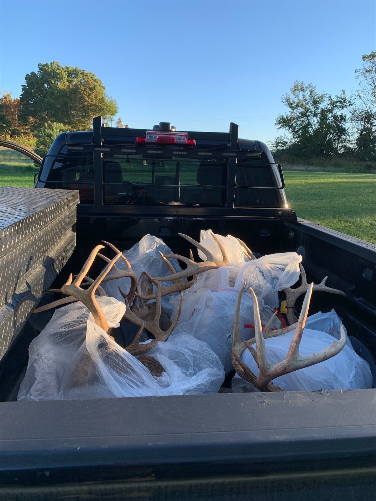 Poached antlers in truck