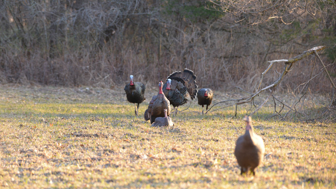 How to Develop a Season-Long Turkey Decoy Strategy How to Develop a Season-Long Turkey Decoy Strategy