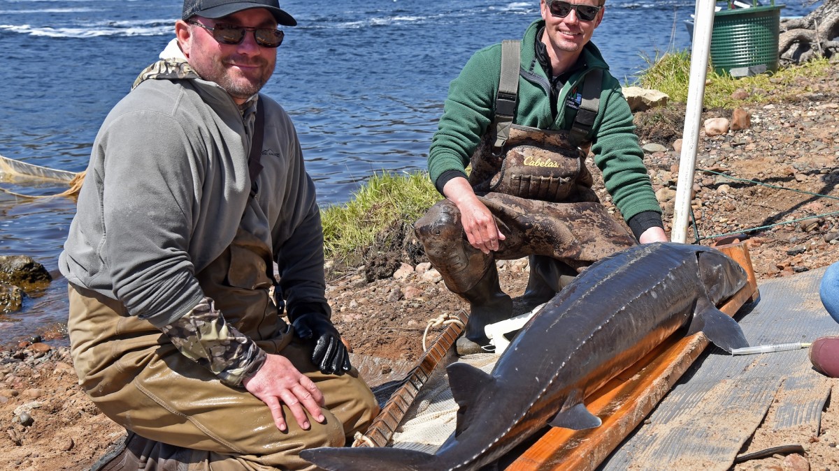 Every Lake Sturgeon Has a Story to Share